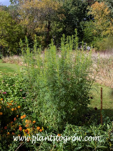 Mexican Marigold (Tagetes minuta) 
This plant was over 6 feet tall and a spread of 2.5 to 3 feet.